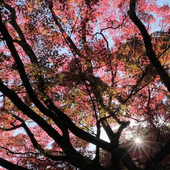autumn leaves, JPG