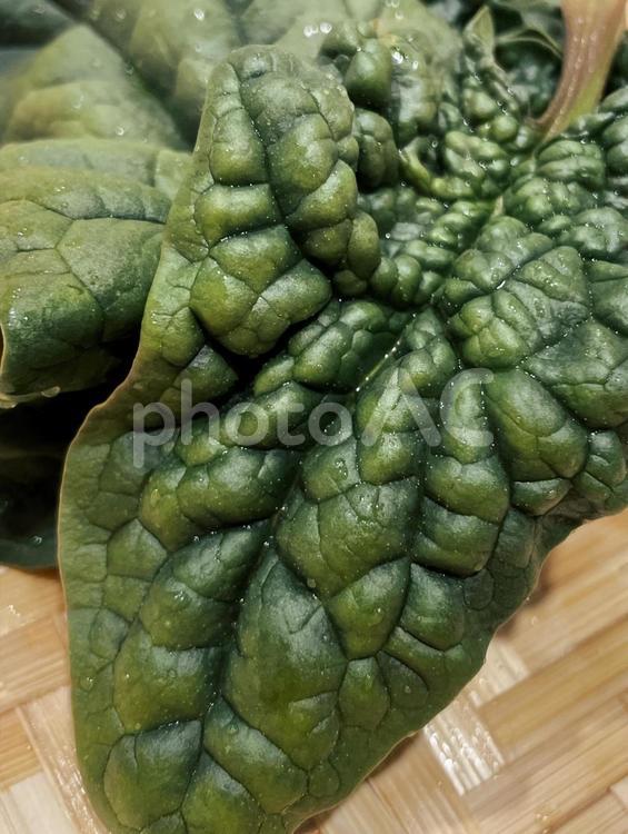 ちぢみほうれん草の葉９ ちぢみほうれん草,寒締めほうれん草,葉の写真素材