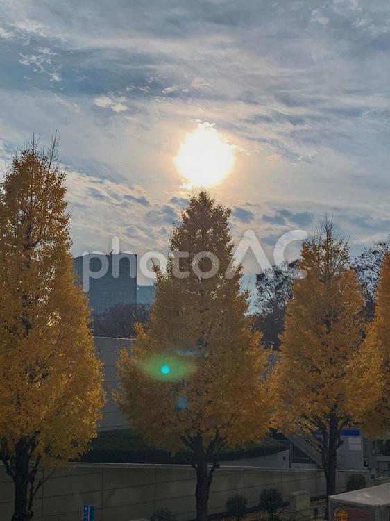 紅葉　イチョウの木に落ちる夕日 紅葉,乗り物,夕焼けの写真素材