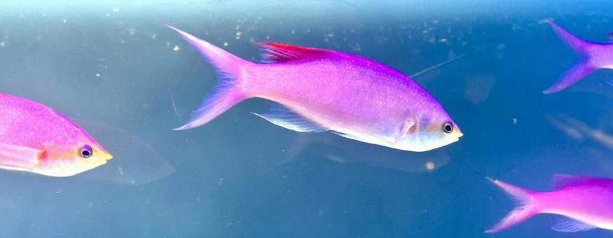 ハナゴイ ハナゴイ ハナゴイ,ハタ科,ピンクの写真素材