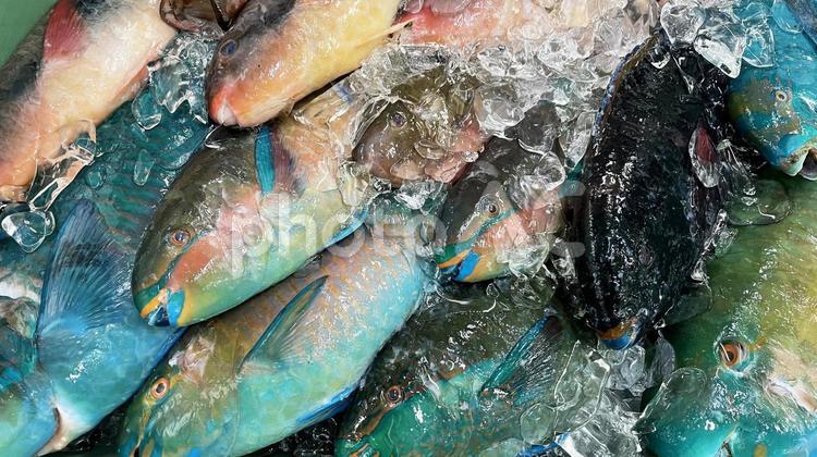 市場に並んだ新鮮でカラフルな沖縄の魚 魚,鮮魚,沖縄の写真素材