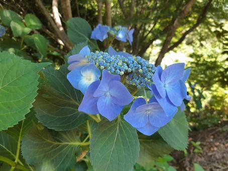 青いアジサイ01 紫陽花,アジサイ,花の写真素材