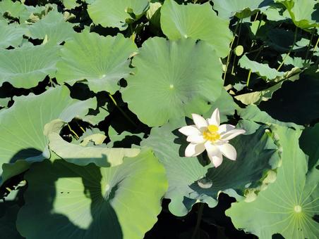 上から見た蓮畑 上から見た蓮畑 花,葉,咲くの写真素材
