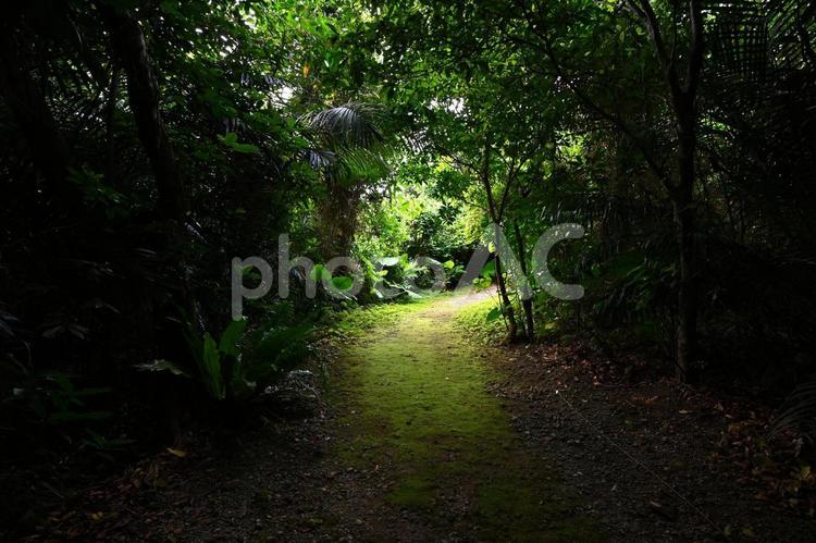 雨季の石垣島のジャングルの小道  密林,ジャングル,雨林の写真素材