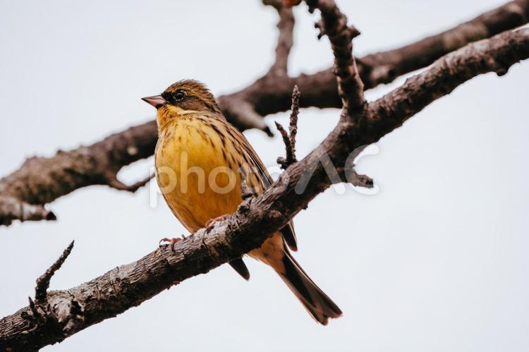 アオジの毛が逆立っています アオジ,小鳥,バードウォッチングの写真素材