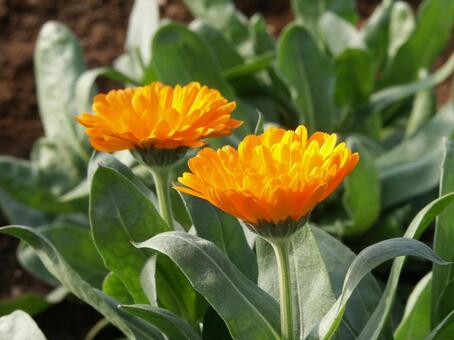 キンセンカ・金盞花　マクロ キンセンカ,草花,鮮やかなの写真素材