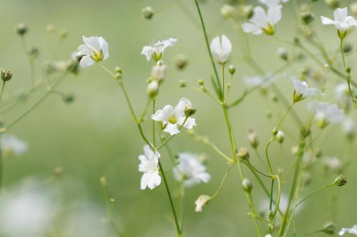 Photo, kasumisou, blurred grass, natural, 