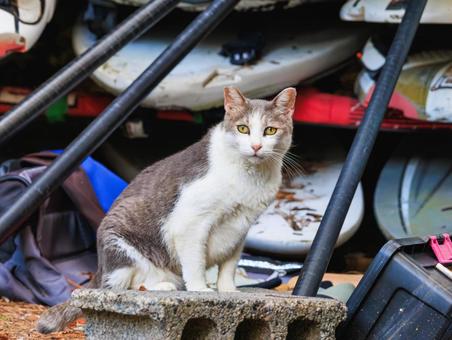 海岸で強く生きる野良猫です。 海岸で強く生きる野良猫です。 猫,野良猫,地域猫の写真素材