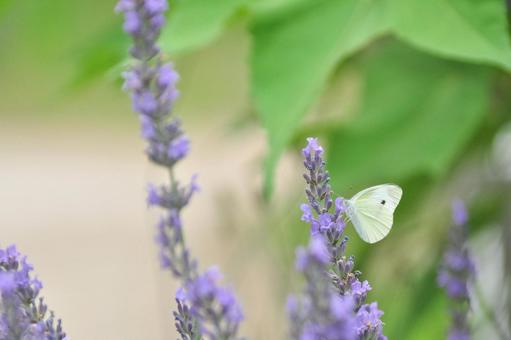 Lavender and cabbage white butterfly, JPG Lavender and cabbage white butterfly, JPG