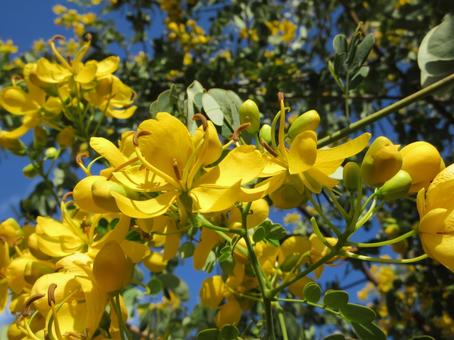 ナンバンサイカチ  ０７ ナンバンサイカチ,ゴールデンシャワー,花の写真素材