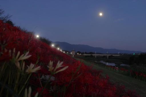 彼岸花と満月 彼岸花と満月の写真