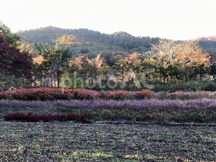 忍野八海、夕暮れ 秋,風景,葉の写真素材