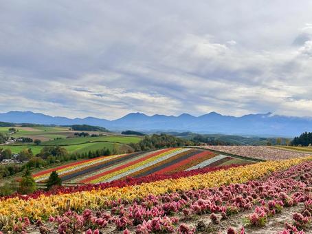 Photo, hokkaido, biei-cho, attractions, 