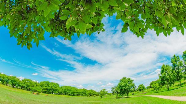夏の公園 夏の公園 公園,芝生,自然の写真素材
