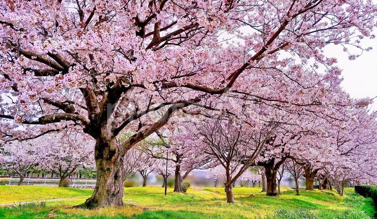 桜並木 桜並木,サクラ,さくらの木の写真素材