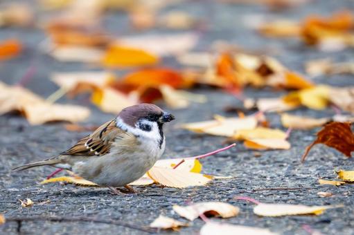 スズメの若鳥(22) 鳥,スズメ,若鳥の写真素材