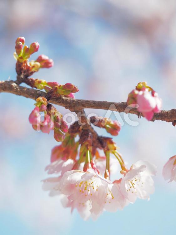淡い色合いのさくらの花 春,木,ソメイヨシノの写真素材
