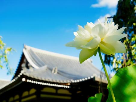 白い蓮の花 白い蓮の花 蓮,はす,ハスの写真素材