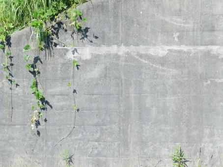 コンクリートの壁と植物の写真