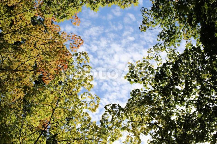 函館香雪園の美しい緑色の紅葉から青空 空,紅葉,緑色の写真素材