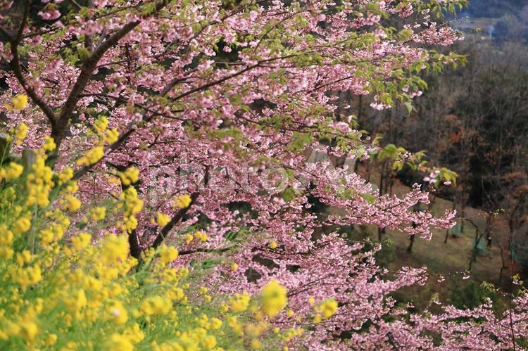 伊豆発祥の早咲き桜 河津桜,花,バラ科の植物の写真素材