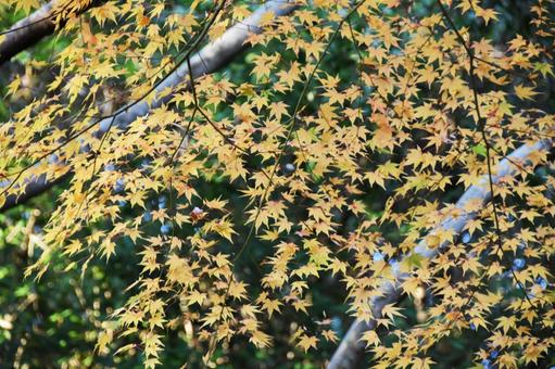 紅葉 紅葉 紅葉,秋,もみじの写真素材