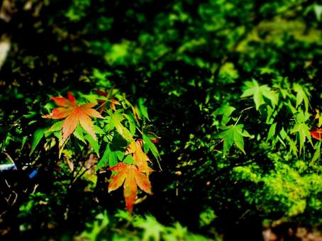 日本の紅葉 日本の紅葉の写真