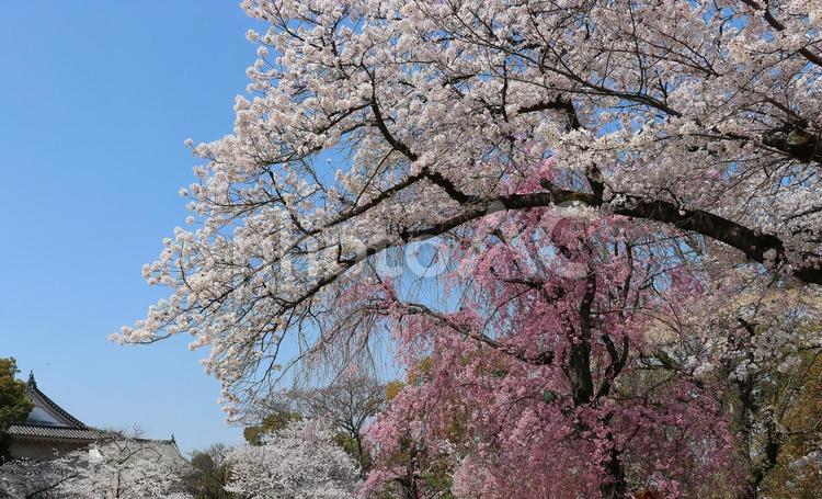大阪城公園の桜（人の位置でカット） 桜,大阪城公園,さくらの写真素材