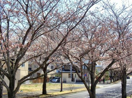 桜の並木道-14の写真