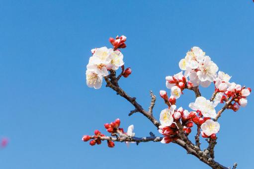 青空に映える白梅 梅,迎春,梅の花の写真素材