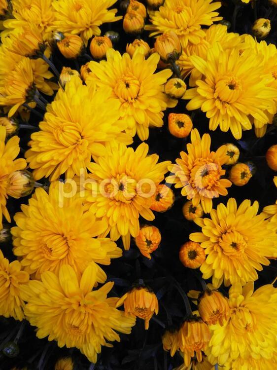 ガーデンマム　ジジ ガーデンマム,ジジ,植物の写真素材