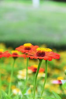 Zinnia, JPG