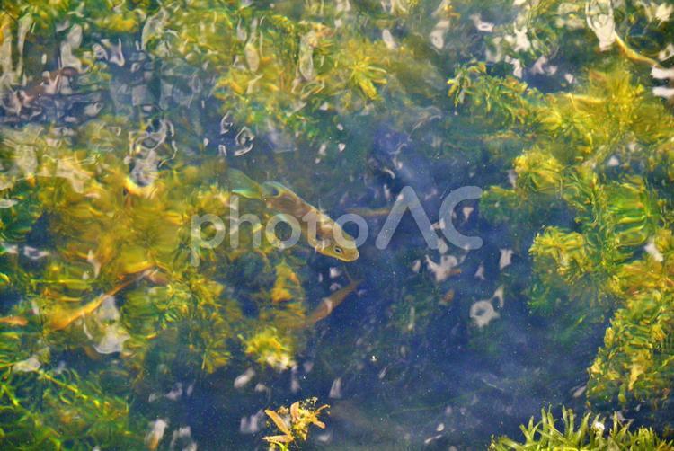 藻の中を泳ぐブルーギル ブルーギル,淡水魚,魚の写真素材