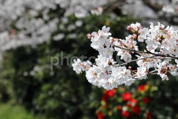 桜の花と青空 桜,さくら,ベンチの写真素材