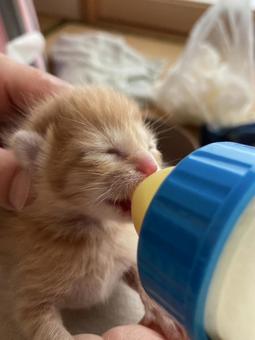 Photo, creatures, biological, kitten, 