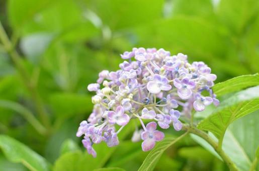 紫陽花 紫陽花の写真