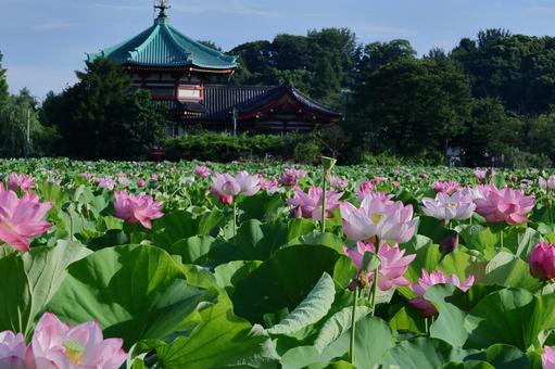 神聖な花 神聖な花の写真