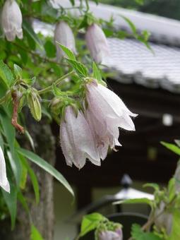 Bellflowers blooming in the grounds of a suburban temple, JPG