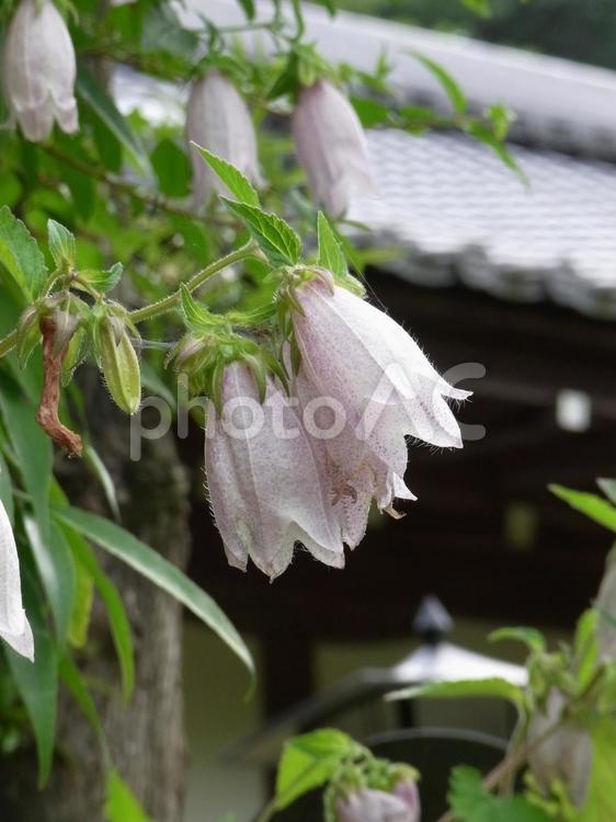 郊外の寺の境内に咲くホタルブクロ ホタルブクロ,花,植物の写真素材