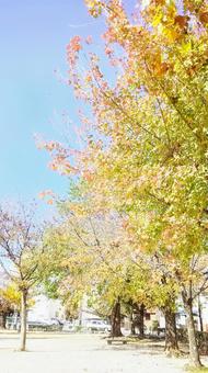 秋の公園 秋の公園の写真