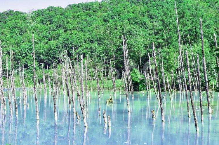 北海道　美瑛町の青い池１ 北海道,美瑛町,自然の写真素材