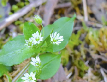 雑草の花 雑草の花の写真