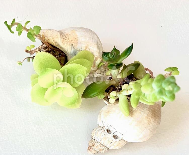 多肉植物寄せ植え（５） 多肉植物,多肉,寄せ植えの写真素材
