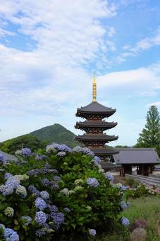 6月上旬の法然寺の五重塔とアジサイの花 6月上旬の法然寺の五重塔とアジサイの花の写真