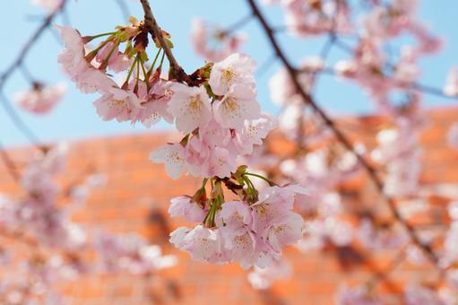 早咲きの桜風景 早咲きの桜風景の写真