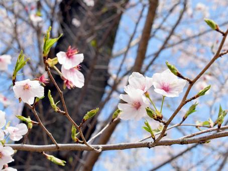 桜の写真