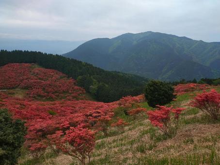 金剛山とツツジの絨毯 金剛山とツツジの絨毯の写真