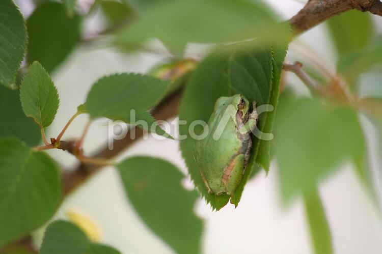 アマガエル アマガエル アマガエル,カエル,蛙の写真素材