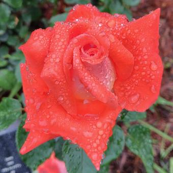 雨上がり、赤い薔薇 雨上がり、赤い薔薇 バラ,薔薇,ローズの写真素材