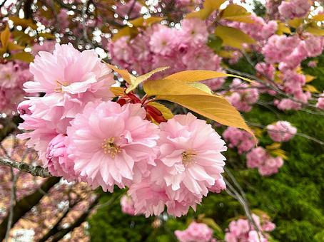 Hokkaido's double cherry blossoms, JPG Hokkaido's double cherry blossoms, JPG